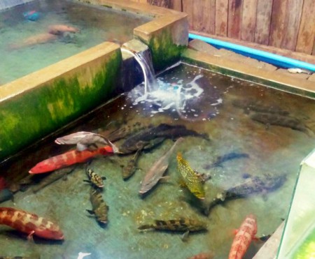 Fish tank in Ngwe Saung beach